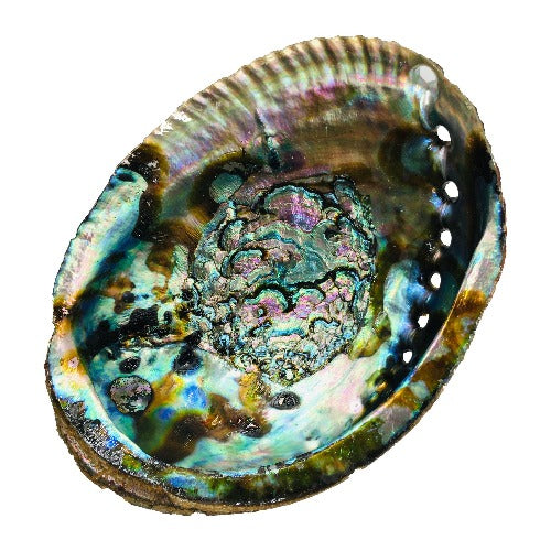 Abalone Shell - Small